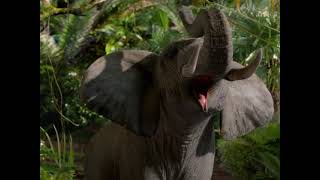 Little Elephant (Journey 2)
These Sounds Of Elephant are edited by me. Little Elephant (Journey 2)