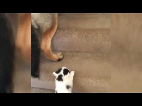 Dog carries kitten up the stairs