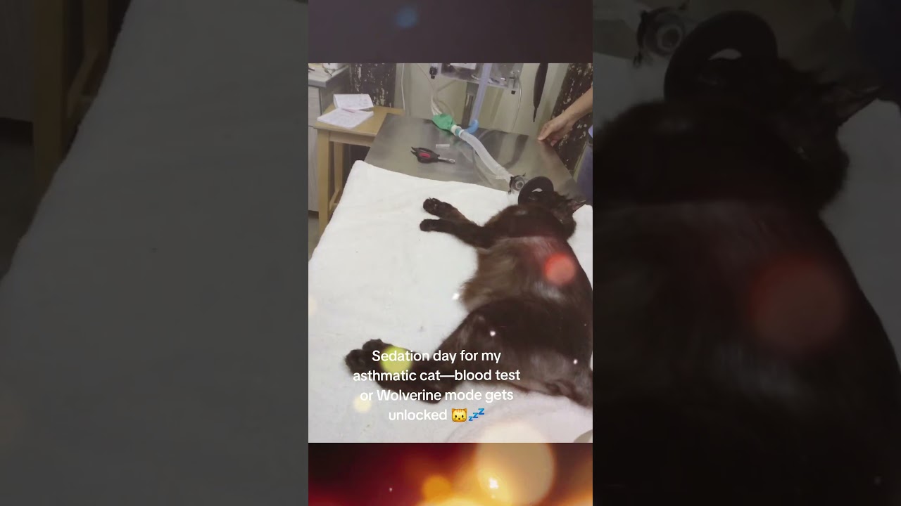 Why My Asthmatic Cat Gets Sedated for Blood Tests — Calm, Quick, Safe