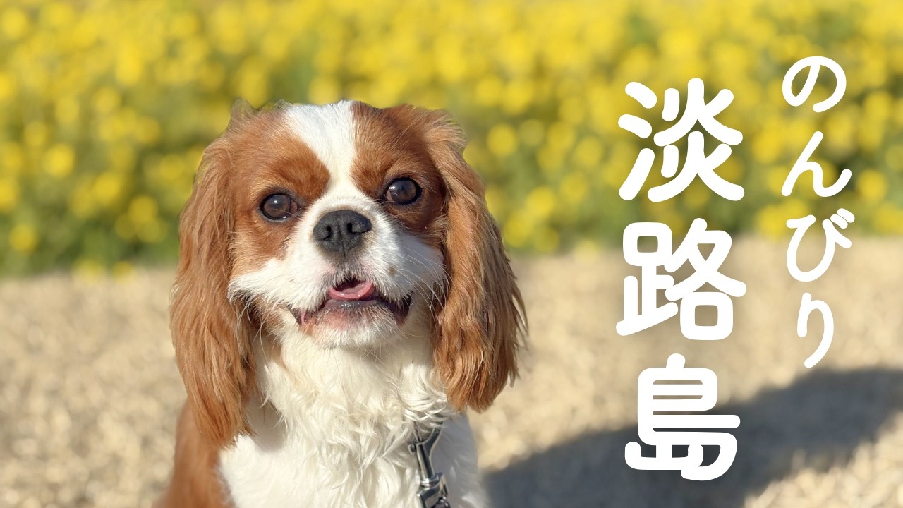 愛犬と淡路島でのんびり過ごしました【生後10ヶ月キャバリア】
