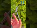 Friedman Bone Rongeur | Powerful Surgical Precision Tool