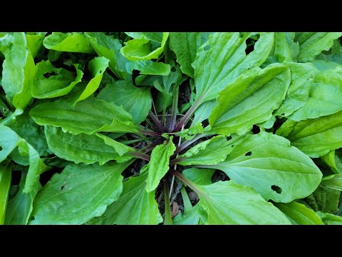 Video: Kho Nrog Zaub. Zaub Mov Txawv