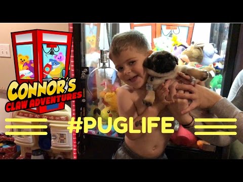๐17 CLAW MACHINE WINS!!!#PUGLIFE!๐