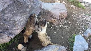 Best up close MARMOT fighting on the Mt Raineir