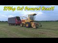 Restored New Holland 1915 Forage Harvester Chopping Silage