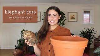 Growing Elephant Ears in Pots | Container Gardening - YouTube