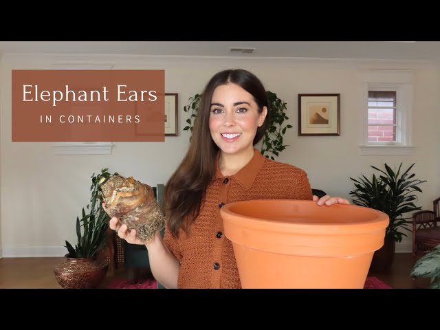 Growing Elephant Ears in Pots | Container Gardening