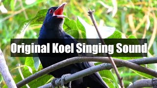 Asian Cuckoo Singing in the Spring. Real Coel Sound Captured in a Village of India. No Copyright screenshot 3