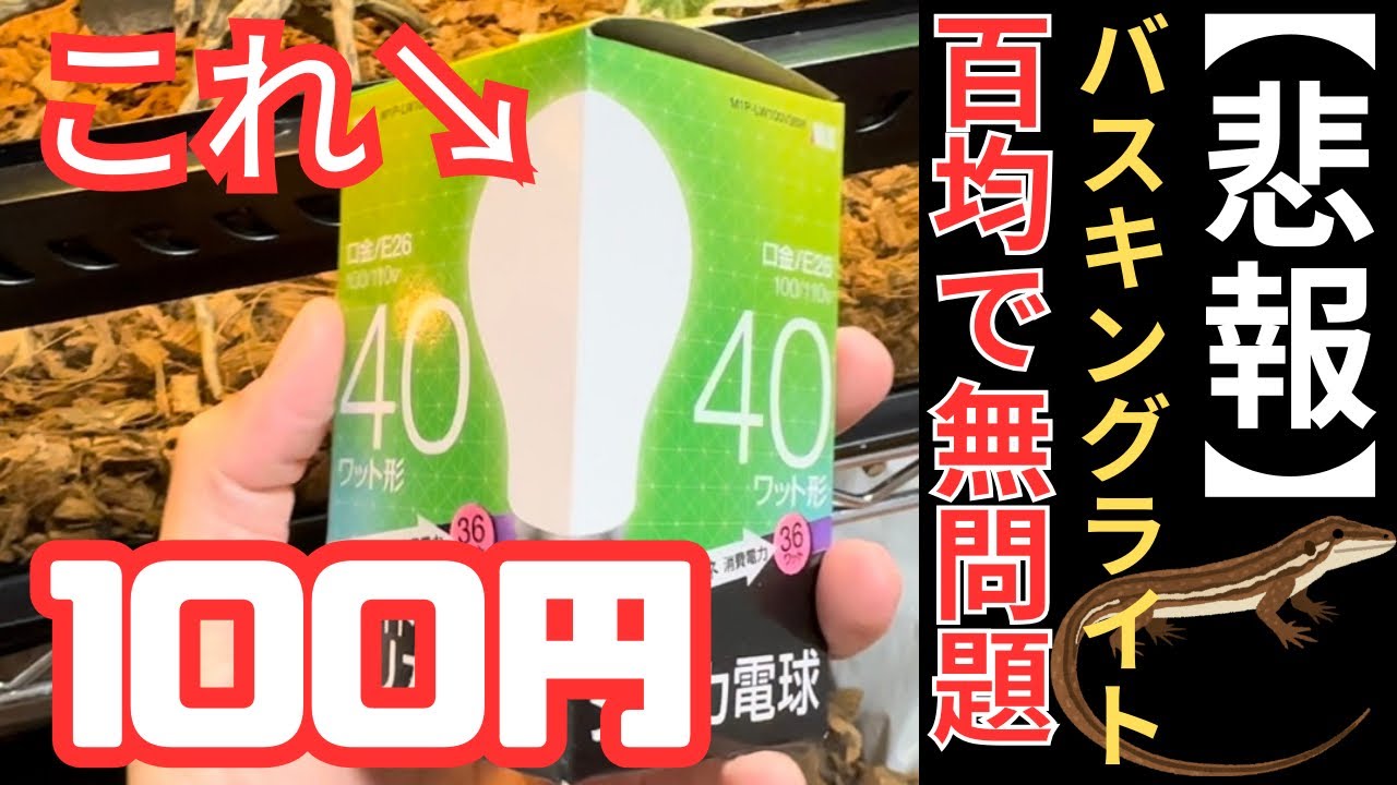 バスキングライトが100円で⁉️?メーカー大打撃の驚きの結果‼️ - YouTube