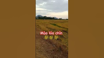 Ngẩng đầu là cỏ dại, cúi đầu là bông lúa 🌾🌾🌾 Quốc Thảo Garden House 🏡🍀🌺🌳✨