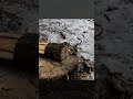 Solo Forest Living, Building a Wooden House Covered in Moss / Camping / Survival / DIY Wood / Decor