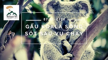 Gấu Koala sống sót ra sao sau vụ cháy rừng ở Úc