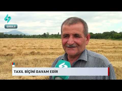 Taxil bichini davam edir… | Kanal S Xeber