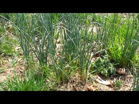 Video: Cultivo De Ajo Silvestre O Cebolla De Oso