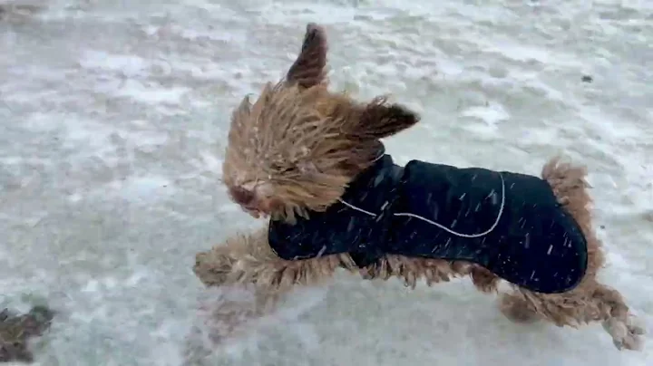 Haize bolada indartsuak Biozkornia lepoan