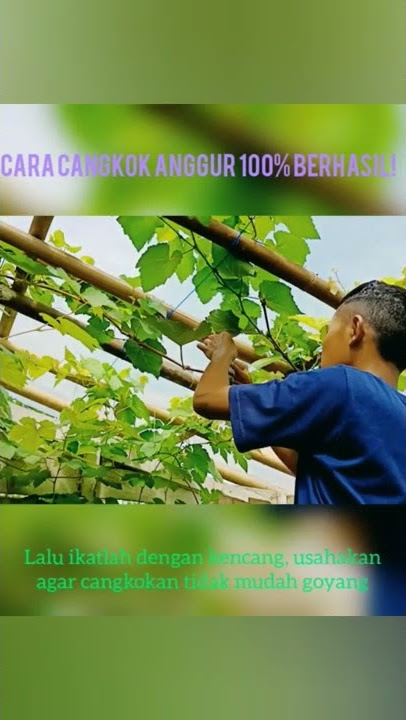 Cara Cangkok Anggur 💯 Berhasil