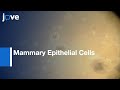 Isolation: Mammary Epithelial Cells From 3D Mixed-Cell Spheroid Co-Culture l Protocol Preview