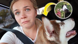 Our Dogs Meet For The First Time 😢  *ER Visit*