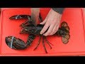 GRAPHIC - Live lobster  - 2 Grilled Lobster Recipes