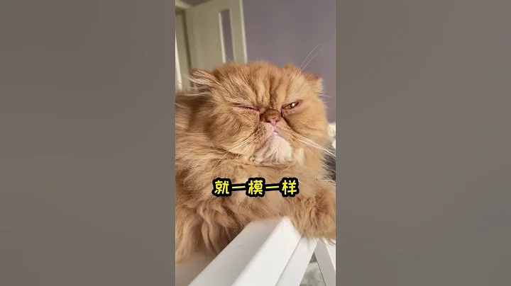 嗷嗷！全世界最可愛的小狐狸她來了！#Bungener博根拿 #其實它能陪你更久一點 - 天天要聞