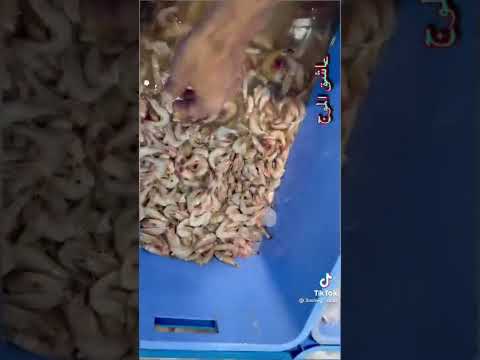 الفرق بين جمبرى المزارع وجمبري البحر