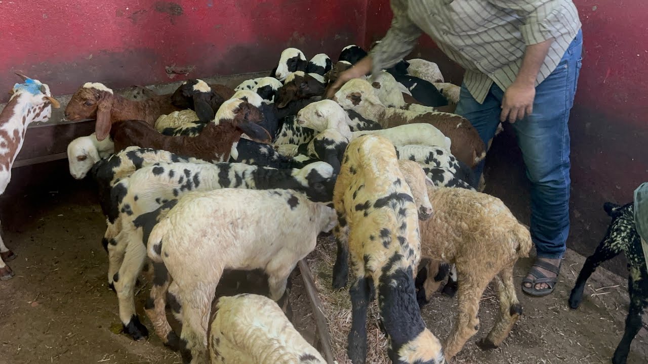 Дети Мачарлы Гунтур Доступно в mgs