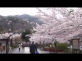 嵐山の桜