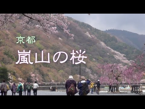 京都 嵐山の桜 Youtube