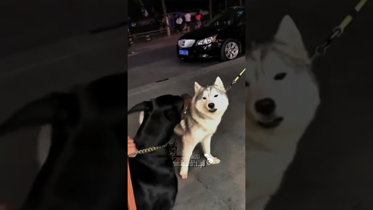 Dog Doberman Vs Husky Dogs Fyp