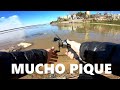 PESCA URBANA, pesca deportiva y varias especies de peces. Street fishing. baitcast.