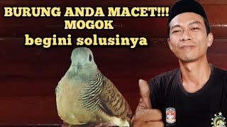 burung macet‼️cara mengatasi burung macet bunyi,solusi burung mogok manggung