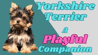 The ADORABLE Yorkshire TERRIER Will BRIGHTEN Up Your Day! by PuppyNation 127 views 1 year ago 5 minutes, 46 seconds