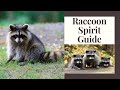 Raccoon Spirit Animal Meaning: What This Clever Guide Is Teaching You
