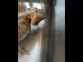 Bearded dragon