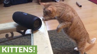 Blind kitty has incredible reaction to song made for cats