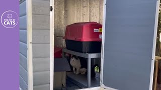 Cleaning the Outdoor Cat Shed (to get ready for Winter)