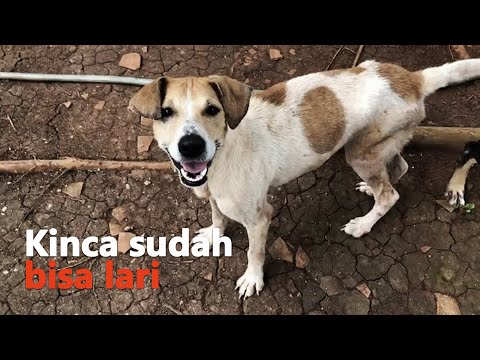 Video: Sekiranya Anjing Mengalami Patah Tulang