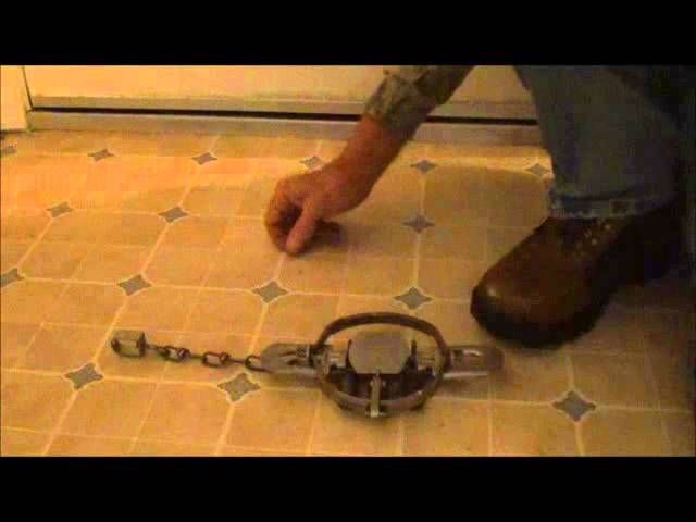 Duke Traps #1.75 Coil Spring Foot Trap - 5.25 Inch