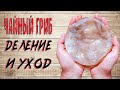 Комбуча Чайный Гриб | Уход И Деление | Батя Может