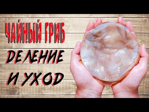 Video: Kombucha: Faida Na Ubadilishaji