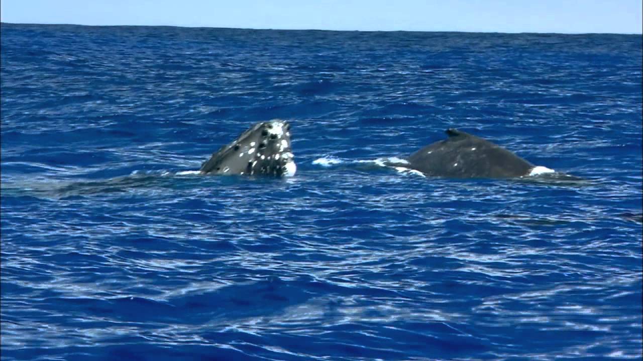 Cbc 伊藤英明が撮る クジラ親子の2ショット 15年1月24日放送 伊藤英明が大接近 奇跡の海のザトウクジラ いのちの星の親子たち Youtube