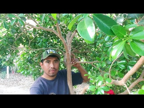 Video: ¿Qué es la guayaba fresa? Aprenda a cultivar un árbol de guayaba fresa