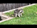 My backyard Raccoon 10/18/2023