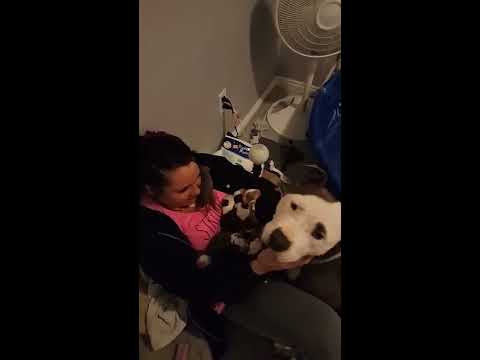 Hamile Köpekten Sıcak Yuvaya Kavuşmasını Sağlayan Kadına Minnet Duygusu