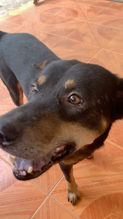 Black dog 11/07/25 #subscribe #petsrule #youtube #animals #youtubeshorts #pets #shorts #doglife #dog