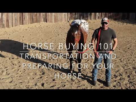 Horse Buying 101: Transportation and Preparing For Your Horse | Lazy Oaks Ranch