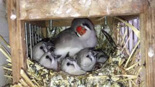 Memberi Makan Zebra Finch!