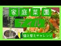 【家庭菜園】ディルの植え替え【超入門】