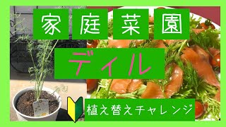 【家庭菜園】ディルの植え替え【超入門】