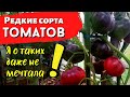 Редкие сорта томатов. О таких томатах я даже не мечтала!